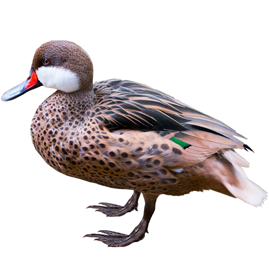 Red-billed Teal Duck