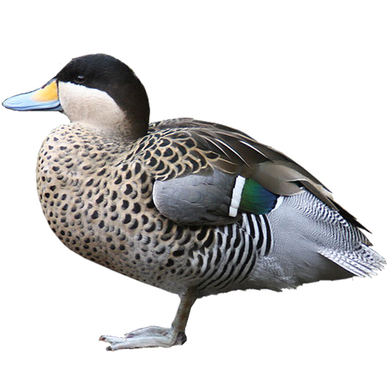 Silver Teal Duck