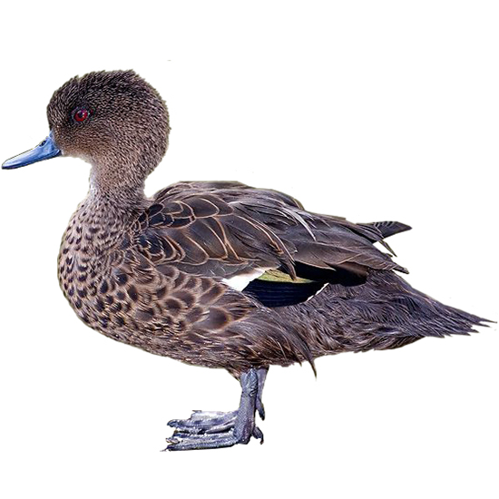 Sunda Teal Duck