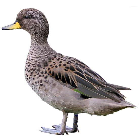 Yellow-billed Teal Duck