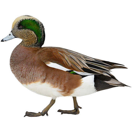 American Wigeon Duck