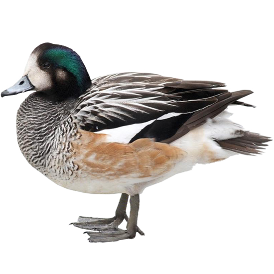 Chiloe Wigeon Duck