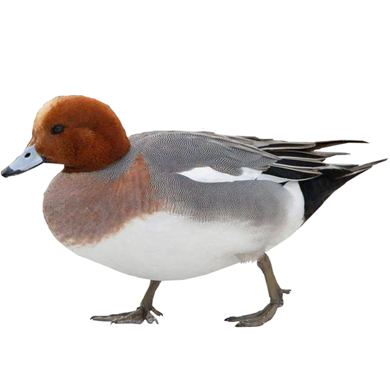 Eurasian Wigeon Duck