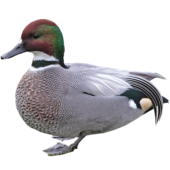 Falcated Duck