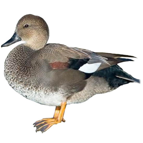Gadwall Duck