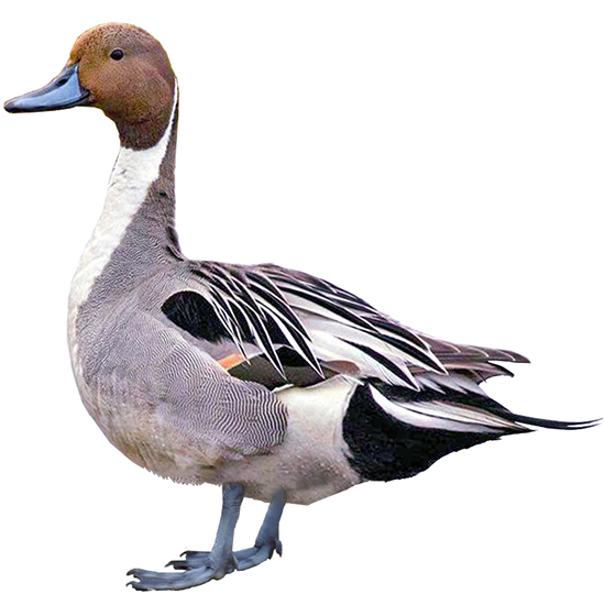  Pintail Dabbler Ducks