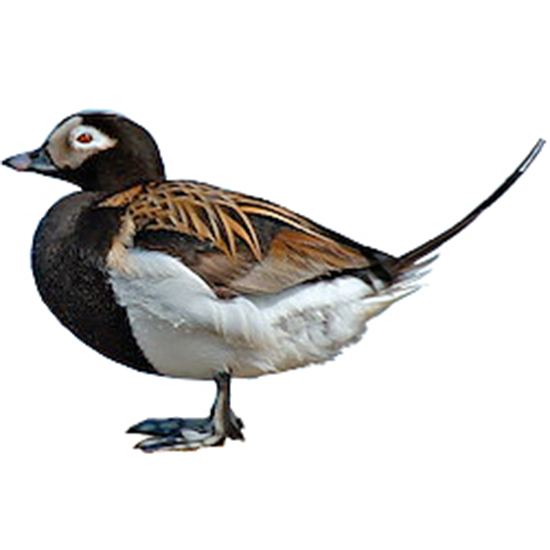 Long-tailed Oldsquaw Duck
