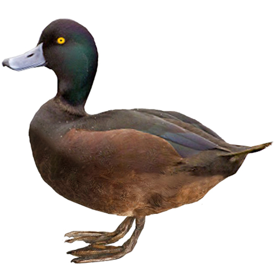 New Zealand Scaup Duck