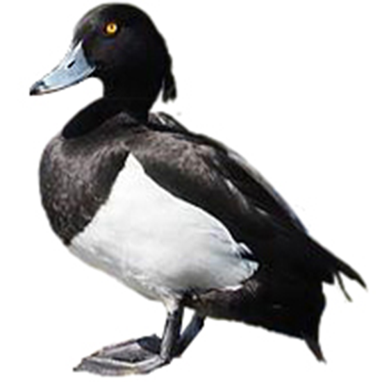 Tufted Duck