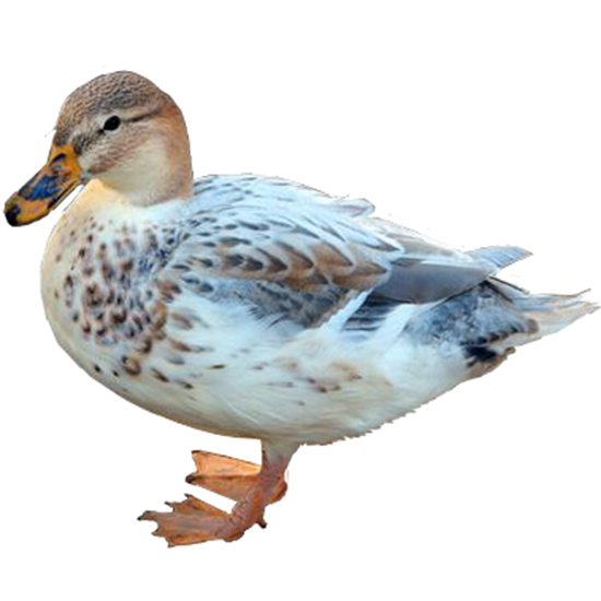Australian Spotted Duck
