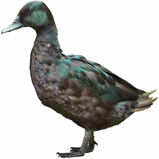 Black East Indie Duck