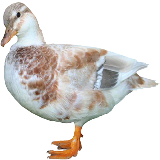 Call Duck