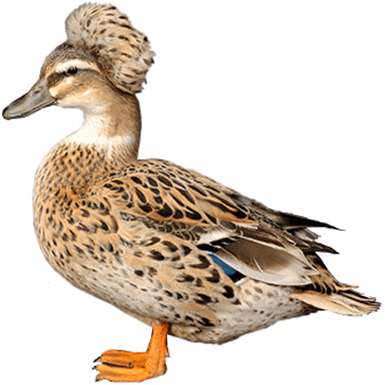 Crested Miniature Duck