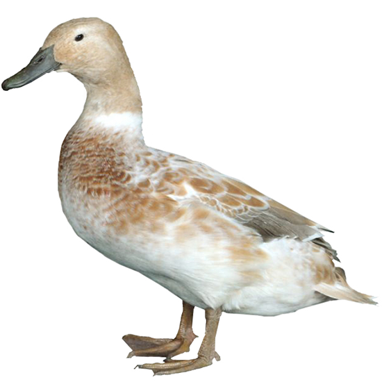 Overberg Duck