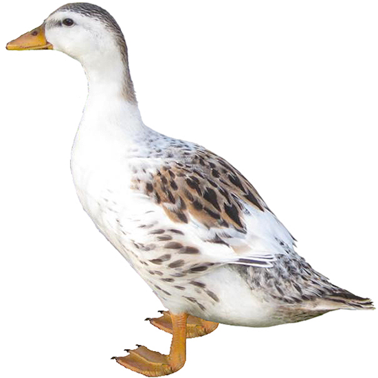 Silver Appleyard Miniature Duck