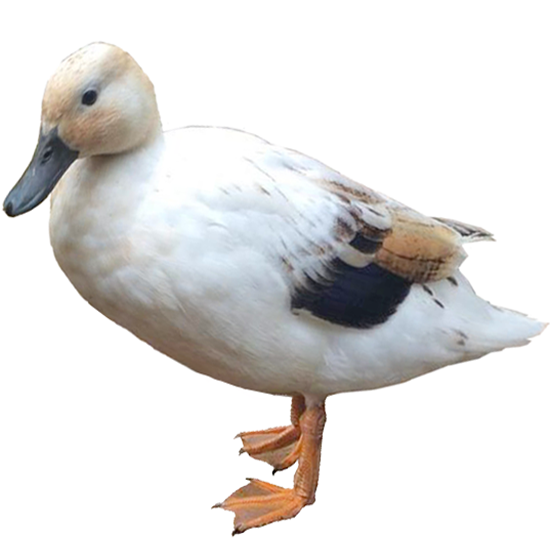 Silver Bantam Duck