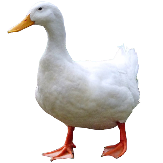 Aylesbury Duck