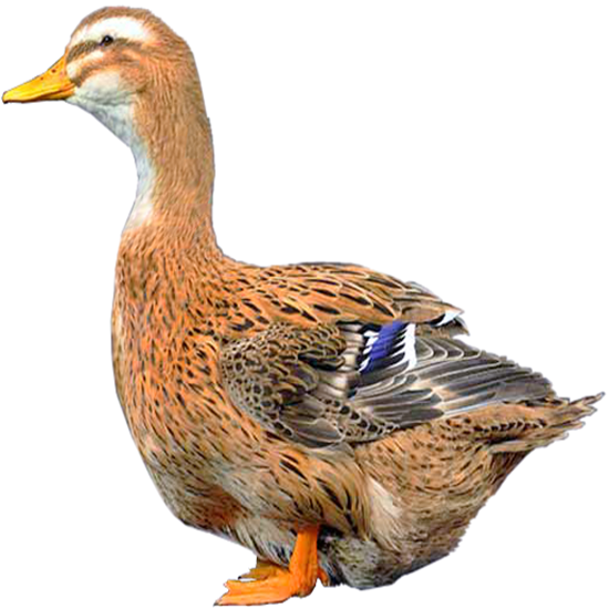 Rouen Clair Duck