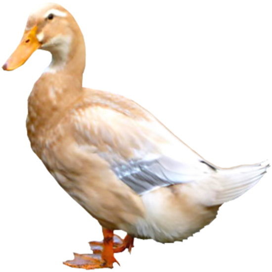Saxony Duck