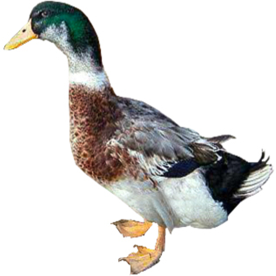Silver Appleyard Duck