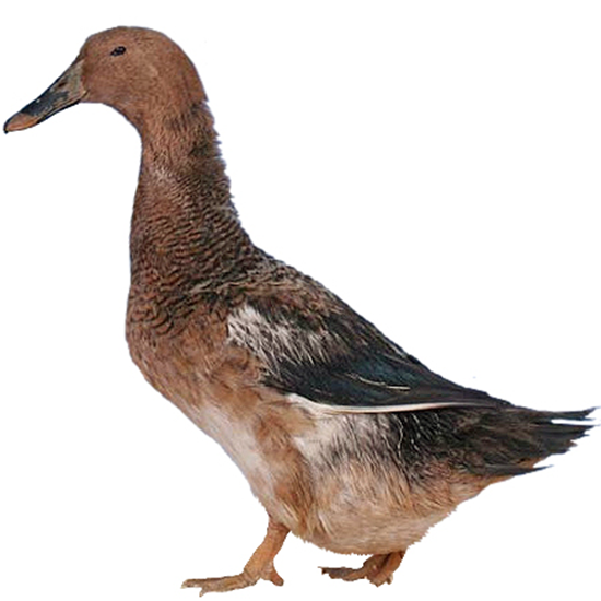Watervale Duck