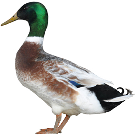 Abacot Ranger Duck