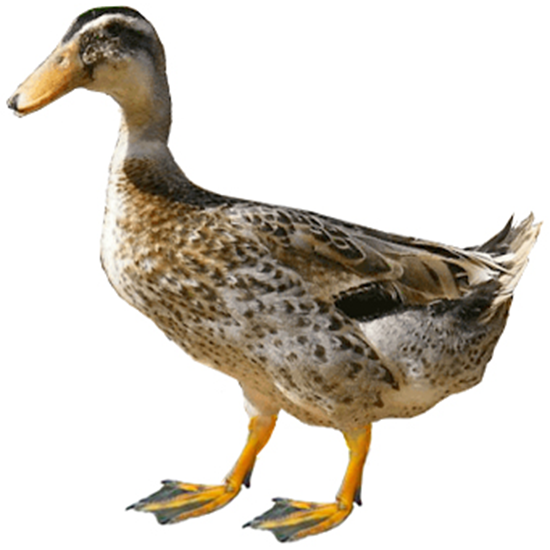 Alabio Duck
