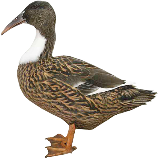 Dutch Hookbill Duck