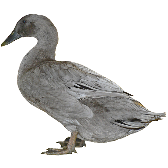 Gimbsheimer Duck