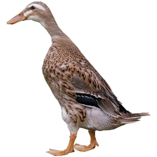 Indian Runner Duck