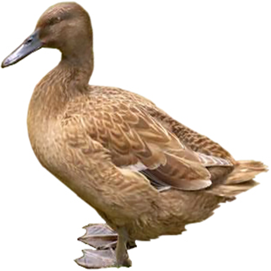 Khaki Campbell Duck
