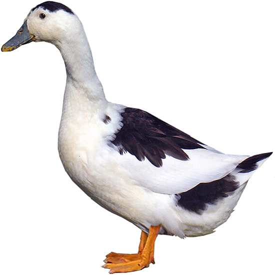 Magpie Duck