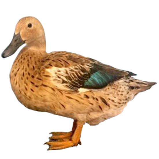 Old Elizabeth Duck