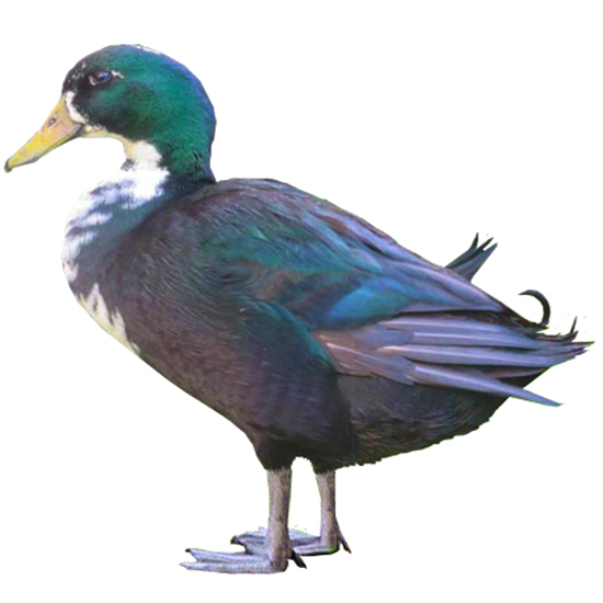 Shetland Duck