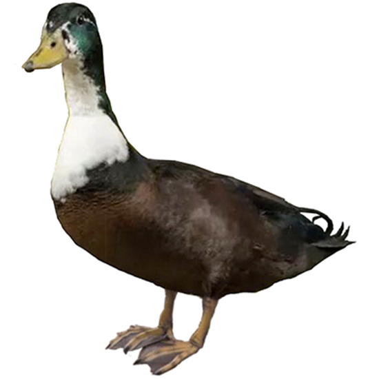 Vouille Duck