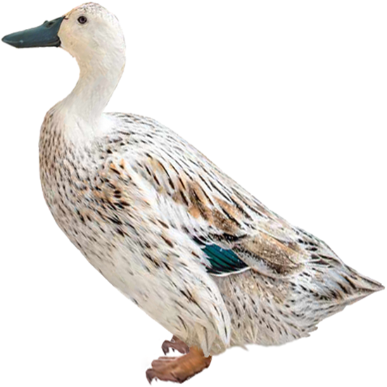 Welsh Harlequin Duck
