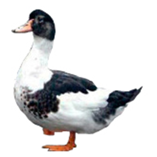Mulard Duck