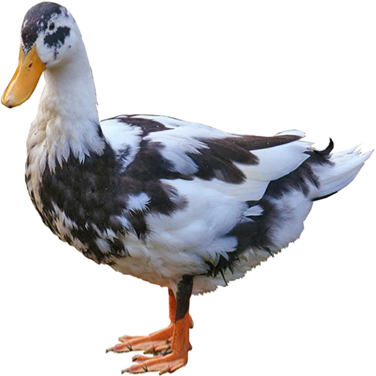  Medium Duck Breeds