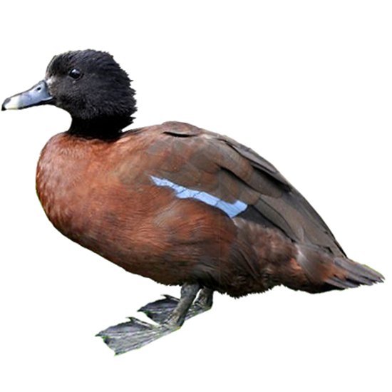 Hartlaub's Duck