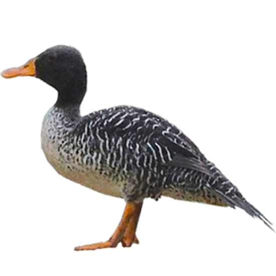 Salvadori's Teal Duck