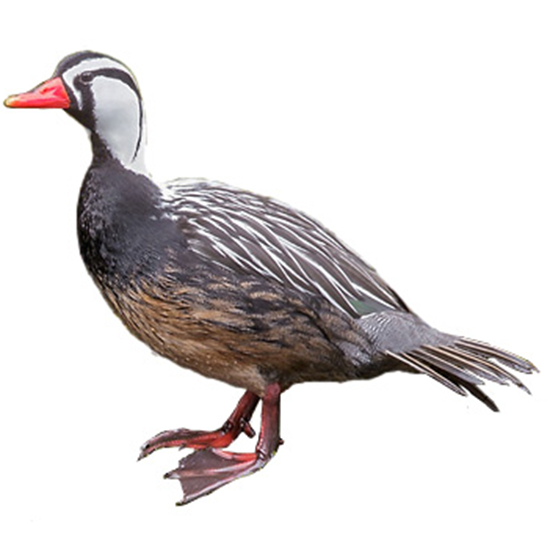 Torrent Duck