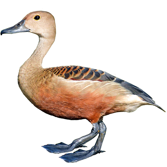 Lesser Whistling Duck
