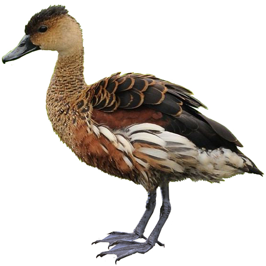 Wandering Whistling Duck