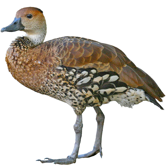West Indian Whistling Duck
