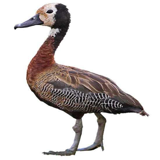 White-faced Whistling Duck