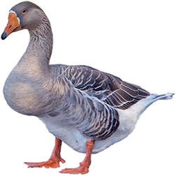 Heavy Geese Breeds