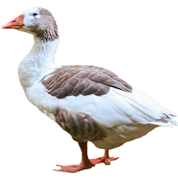  Medium Geese Breeds