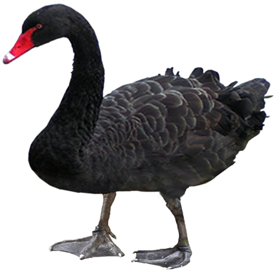 Australian Black Swan