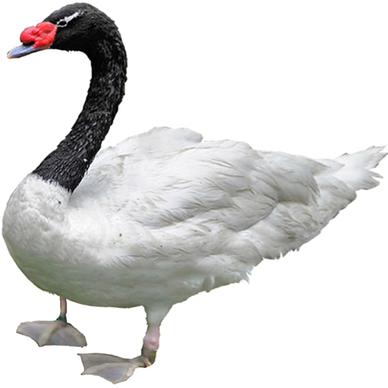 Black-necked Swan