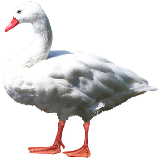 Coscoroba Swan